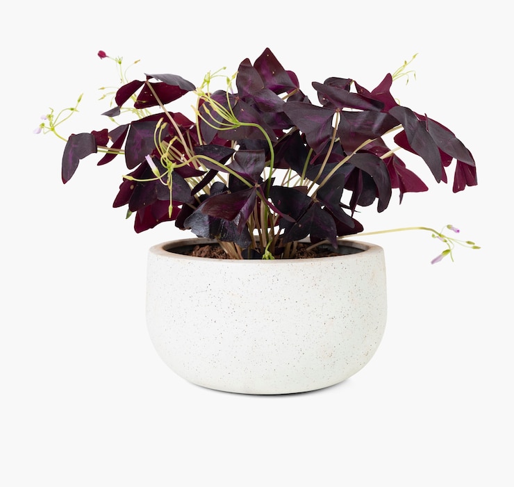 Photo gratuit plante papillon dans un pot blanc