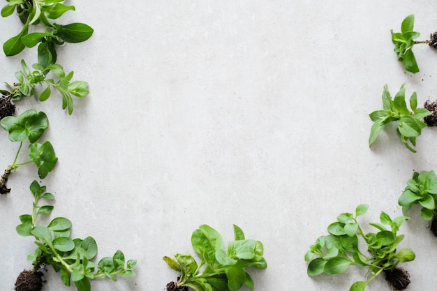 Plante. Plante d'intérieur sur la table