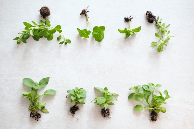 Plante. Plante d'intérieur sur la table