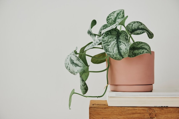 Plante Pothos dans un pot sur un banc