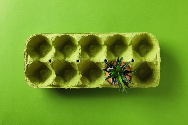 Plante poussant dans une coquille d'oeuf dans une boîte à oeufs sur fond vert