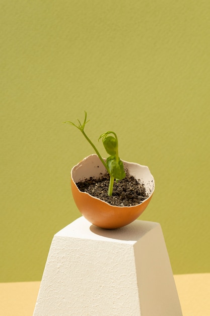 Plante poussant dans une coquille d'œuf sur une plate-forme