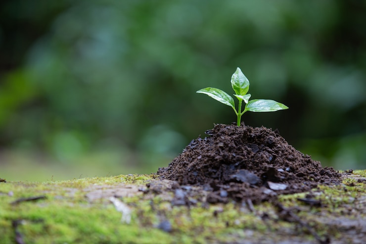 Photo gratuit plante poussant dans le sol