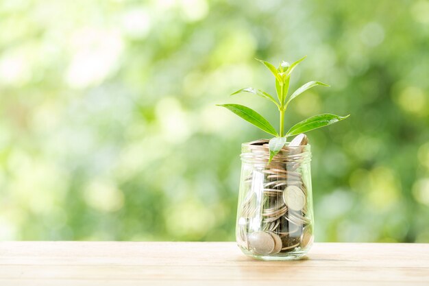 Plante poussant à partir de pièces dans le pot de verre sur la nature floue