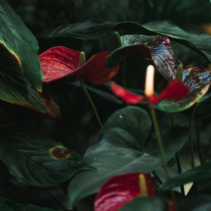 Photo gratuit plante rouge et verte se bouchent