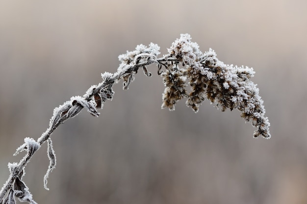 &quot;Plante de sécheresse couverte de rime&quot;