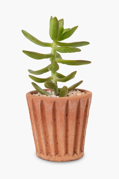Plante succulente dans un objet de décoration pot en terre cuite