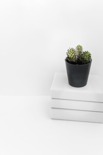Plante succulente dans un pot noir sur un livre empilé sur fond blanc