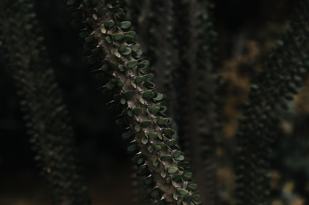 Photo gratuite plante succulente la nuit