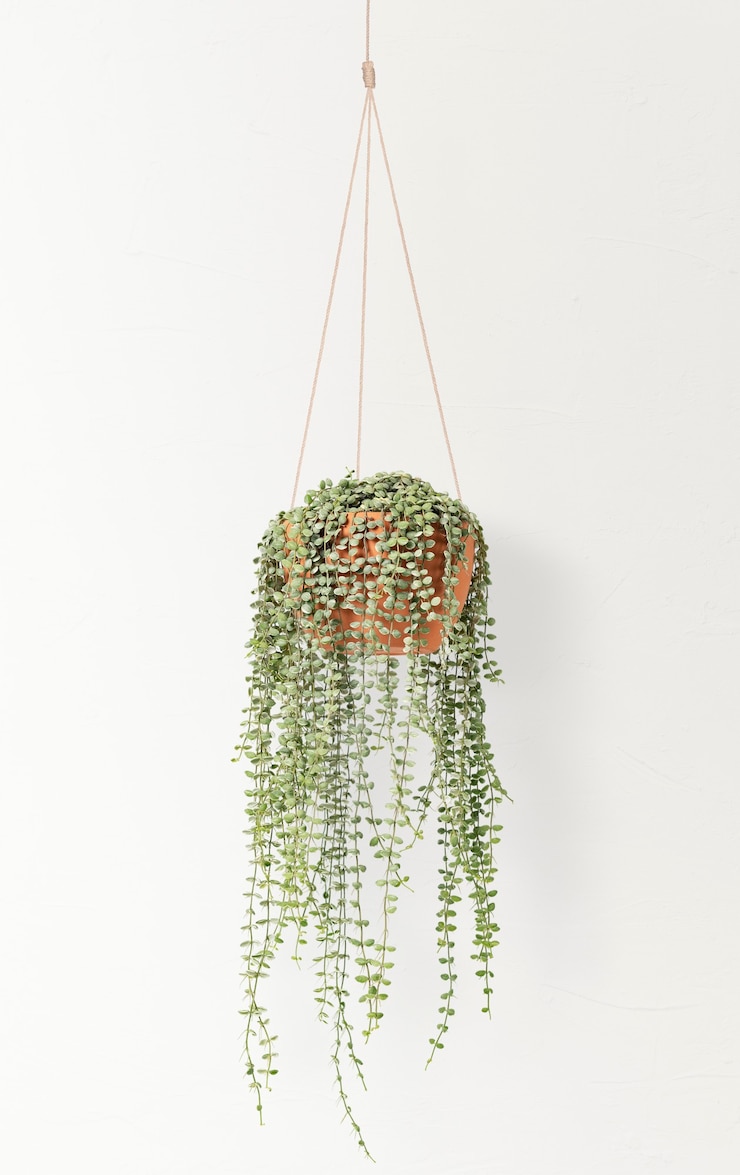 Photo gratuit plante suspendue d'intérieur de vigne d'ange
