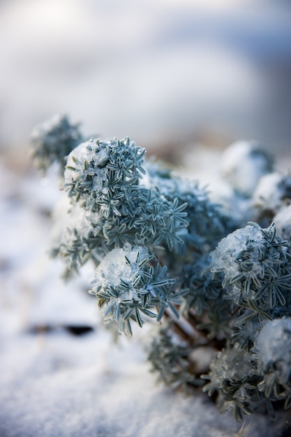 Plante verte et blanche en gros plan