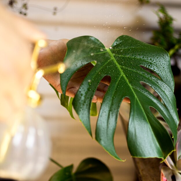 Plante verte, à, gouttes eau, gros plan