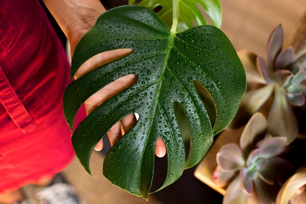 Plante verte avec des gouttes d'eau