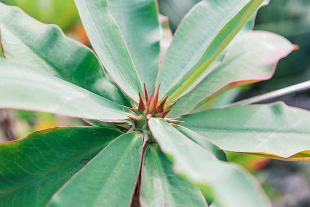 La plante verte laisse fond