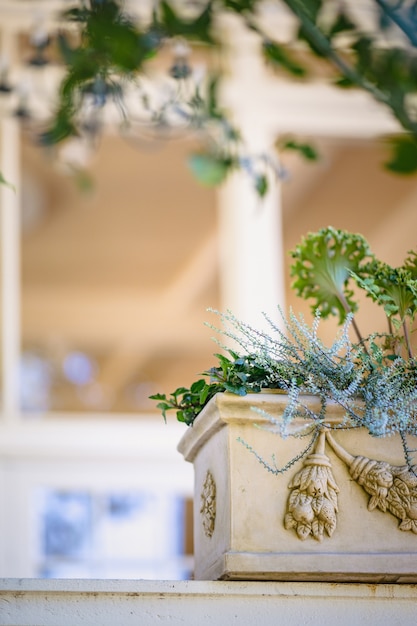 Photo gratuite plante verte sur pot en céramique blanche