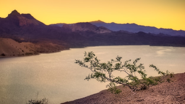 Plante verte sur un sol brun près du lac pendant la journée