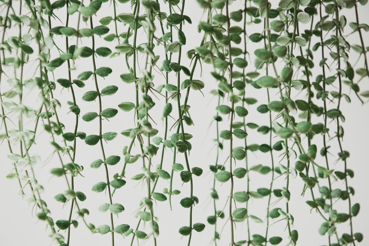 Photo gratuit plante de vigne ange sur fond gris clair