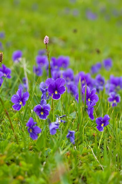 Plante de violette sauvage