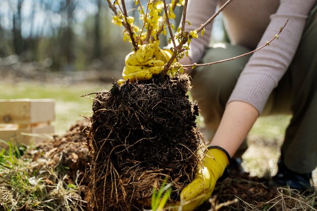 Planter des arbres dans le cadre du processus de reboisement