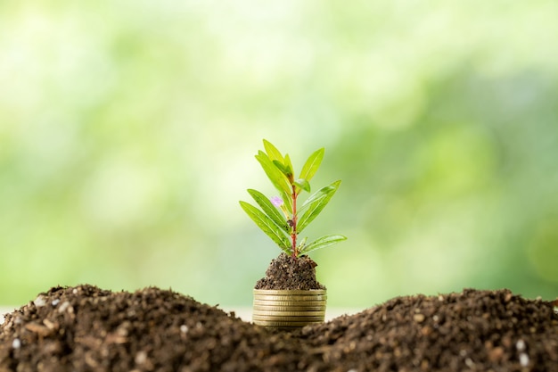 Planter des arbres sur une pile de monnaie avec la lumière du soleil