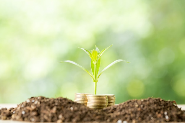 Planter des arbres sur une pile de monnaie avec la lumière du soleil