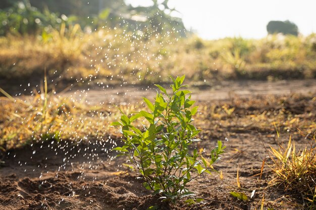 Planter à la campagne