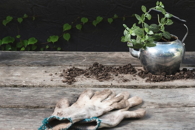 Planter dans la théière avec des gants