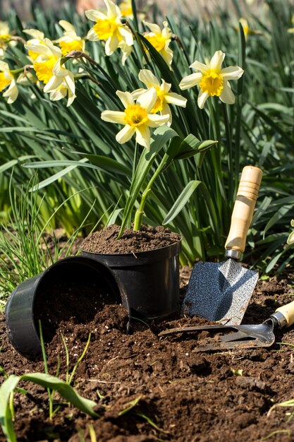 Planter des fleurs dans le jardin, outils de jardin, fleurs