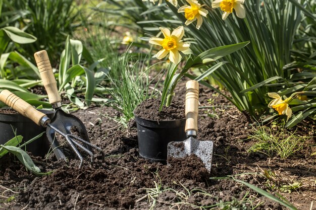 Planter des fleurs dans le jardin, des outils de jardinage, des fleurs