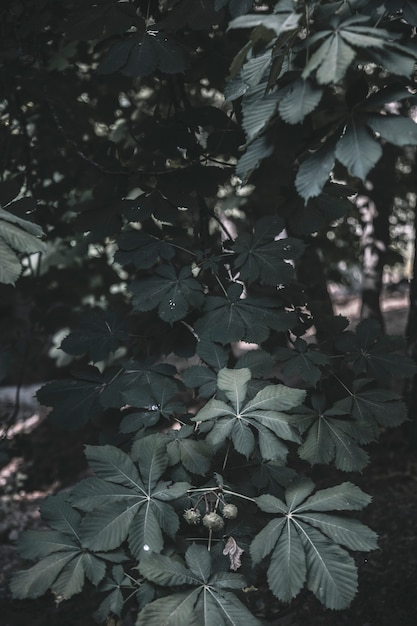 Planter en forêt dans la journée