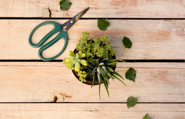 Photo gratuite planter en pot à côté de ciseaux