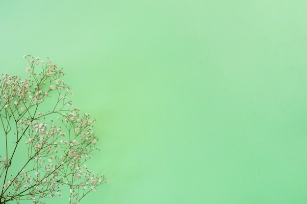 Planter un rameau avec beaucoup de fleurs