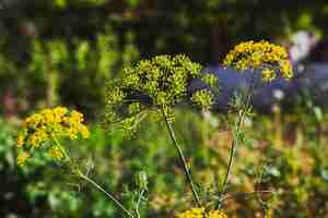 Photo gratuite plantes asafetida à l'état sauvage. vue de côté.