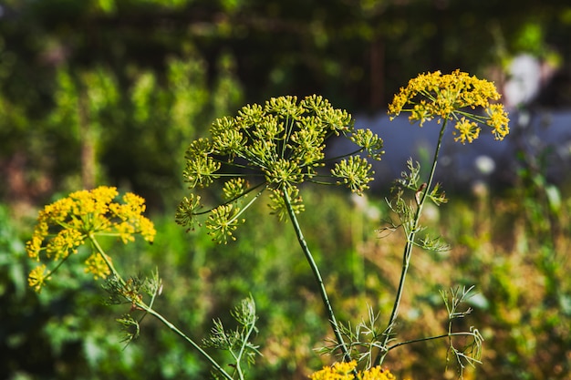 Plantes Asafetida à l'état sauvage. vue de côté.