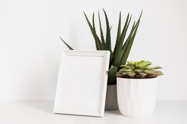 Plantes de bureau avec cadre