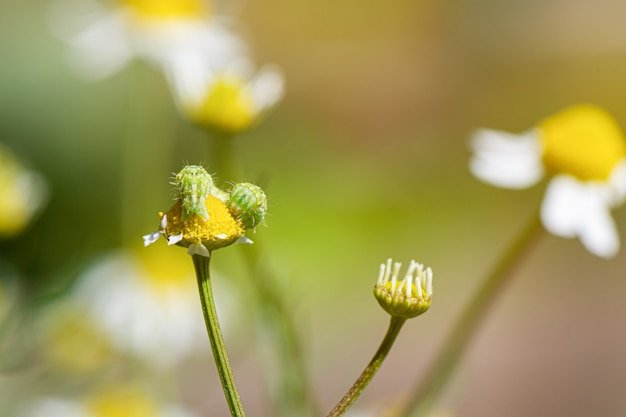 Plantes de camomille jaune blanc fleurissent prairie close up