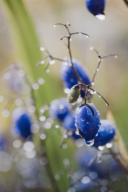 Plantes dans la nature