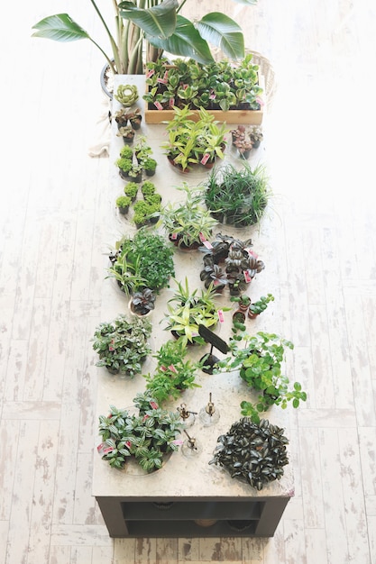 Photo gratuite plantes sur le dessus de table