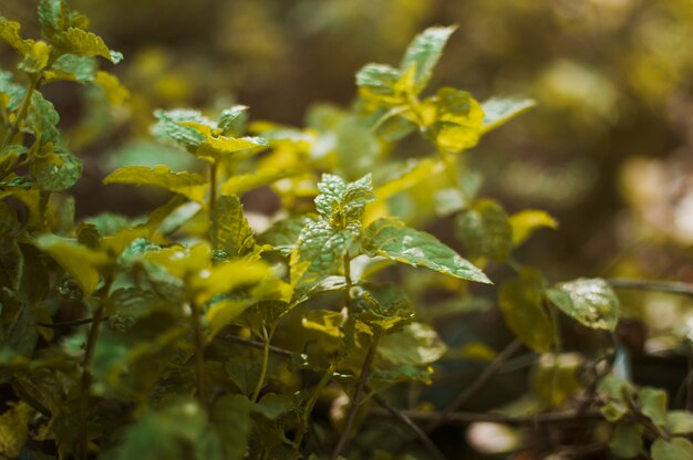 Plantes et feuilles