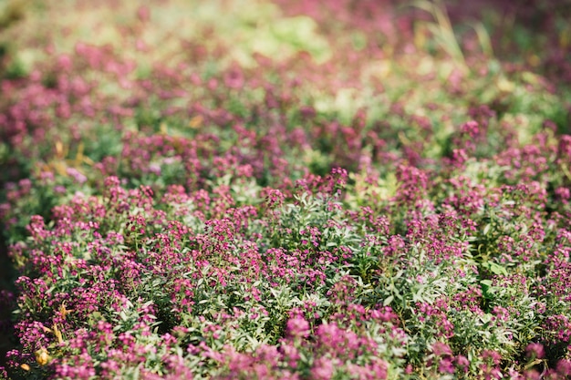 Plantes fraîches poussant dans la serre