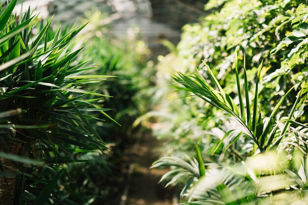 Plantes fraîches poussant dans la serre