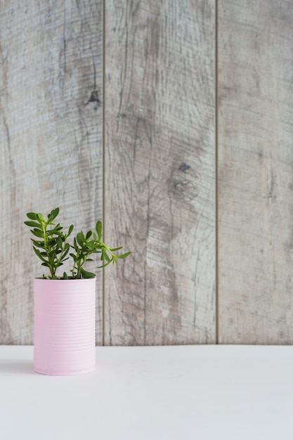 Plantes fraîches vertes dans le conteneur rose sur un bureau blanc contre une planche en bois