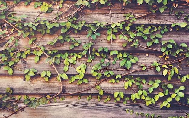 Photo gratuite plantes grimpantes avec une planche en bois d'horizon