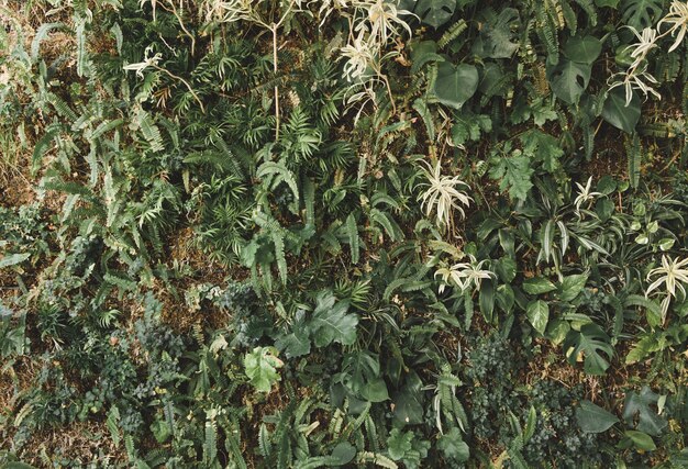 Plantes grimpantes vertes poussant sur un mur