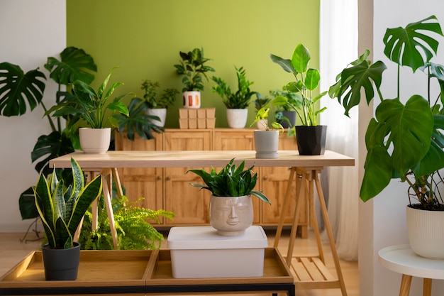 Plantes d'intérieur dans le studio