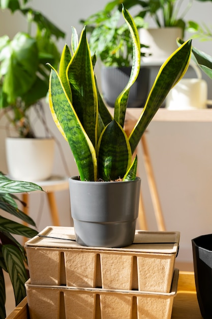 Photo gratuite plantes d'intérieur dans le studio