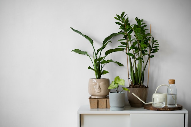 Photo gratuite plantes d'intérieur dans le studio