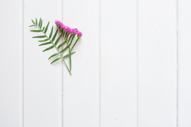 plantes mignon sur fond blanc bois