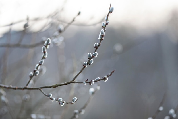 Plantes naturelles de végétation dans le parc