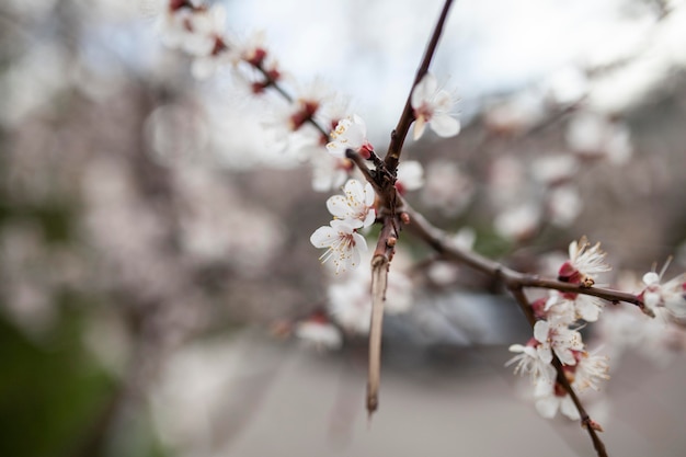 Plantes naturelles de végétation dans le parc